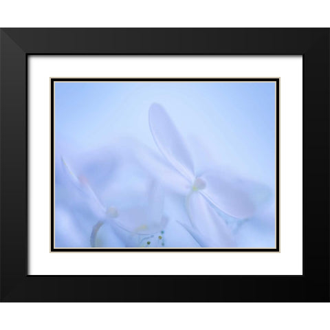 Lime Light Hydrangea IV Black Modern Wood Framed Art Print with Double Matting by Mahan, Kathy