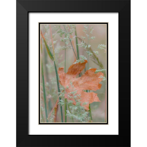 Leaf In Meadow II Black Modern Wood Framed Art Print with Double Matting by Mahan, Kathy