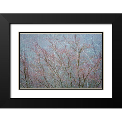 Winter Tree Limbs I Black Modern Wood Framed Art Print with Double Matting by Mahan, Kathy
