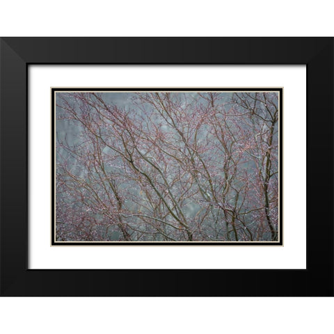 Winter Tree Limbs II Black Modern Wood Framed Art Print with Double Matting by Mahan, Kathy