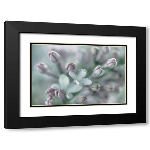 Lilac Blossom I Black Modern Wood Framed Art Print with Double Matting by Mahan, Kathy