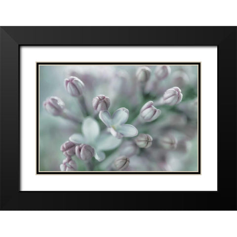 Lilac Blossom I Black Modern Wood Framed Art Print with Double Matting by Mahan, Kathy
