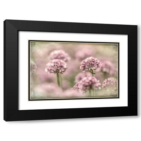 Sea Thrift I Black Modern Wood Framed Art Print with Double Matting by Mahan, Kathy