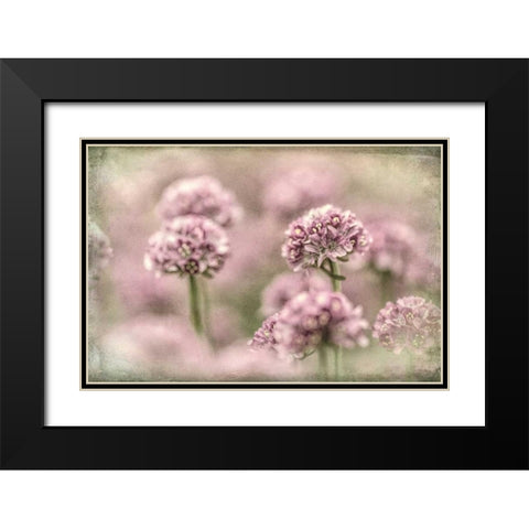 Sea Thrift I Black Modern Wood Framed Art Print with Double Matting by Mahan, Kathy