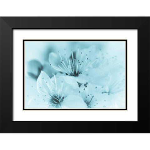 Cherry Blossom I Black Modern Wood Framed Art Print with Double Matting by Mahan, Kathy