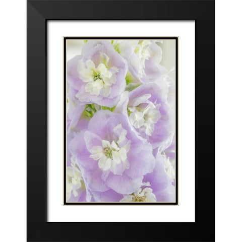 Delphinium Blossoms I Black Modern Wood Framed Art Print with Double Matting by Mahan, Kathy