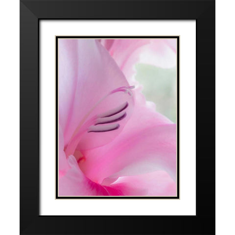 Gladiola Blossom I Black Modern Wood Framed Art Print with Double Matting by Mahan, Kathy