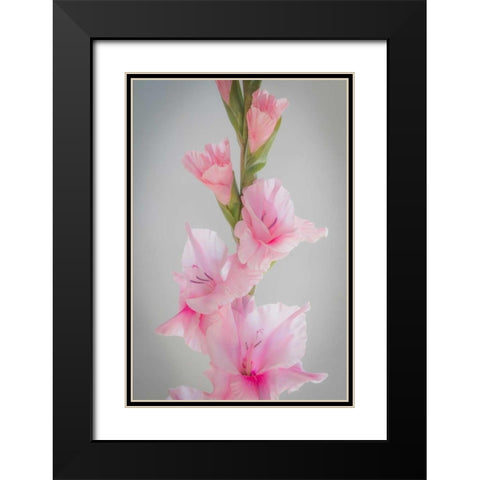 Pink Gladiola II Black Modern Wood Framed Art Print with Double Matting by Mahan, Kathy