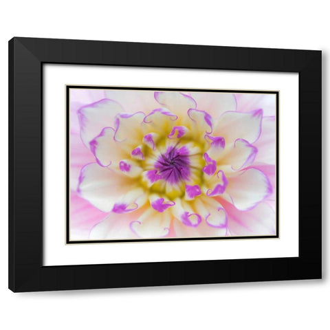 Dahlia Close Up III Black Modern Wood Framed Art Print with Double Matting by Mahan, Kathy