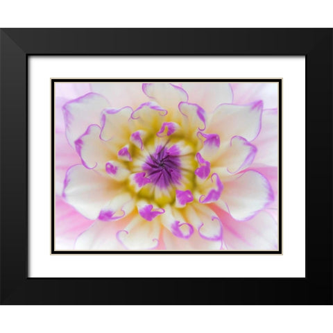 Dahlia Close Up III Black Modern Wood Framed Art Print with Double Matting by Mahan, Kathy