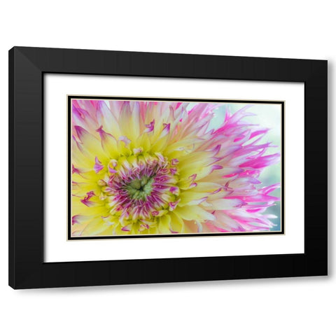 Dahlia Close Up IV Black Modern Wood Framed Art Print with Double Matting by Mahan, Kathy