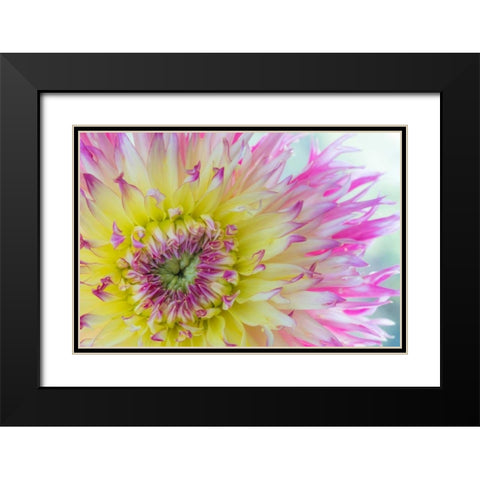Dahlia Close Up IV Black Modern Wood Framed Art Print with Double Matting by Mahan, Kathy