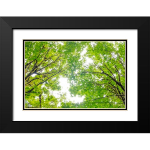 Big Leaf Maple II Black Modern Wood Framed Art Print with Double Matting by Mahan, Kathy