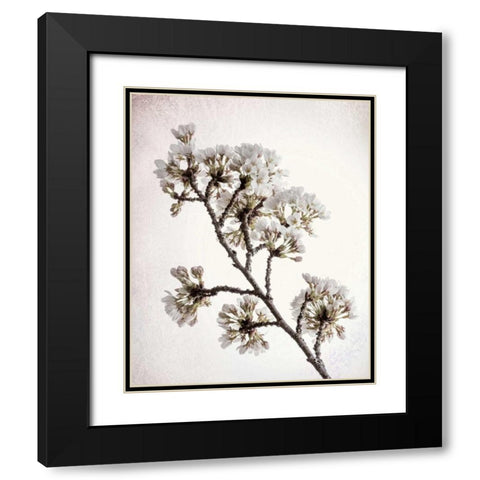 Flowering Cherry II Black Modern Wood Framed Art Print with Double Matting by Mahan, Kathy