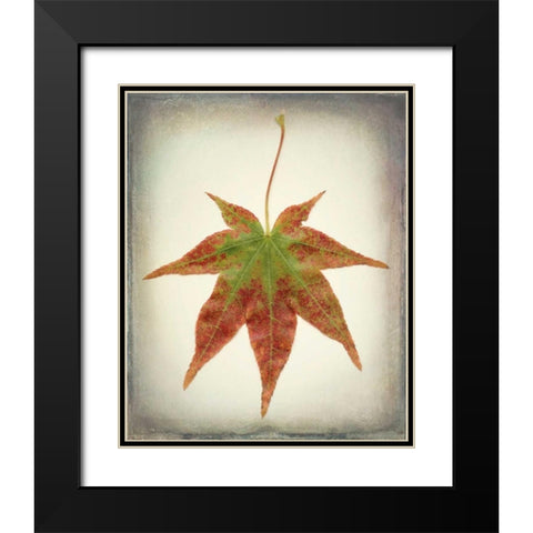 Maple Leaf I Black Modern Wood Framed Art Print with Double Matting by Mahan, Kathy