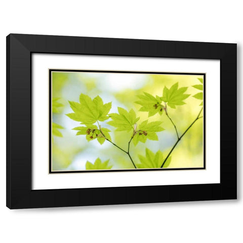 Vine Maple I Black Modern Wood Framed Art Print with Double Matting by Mahan, Kathy