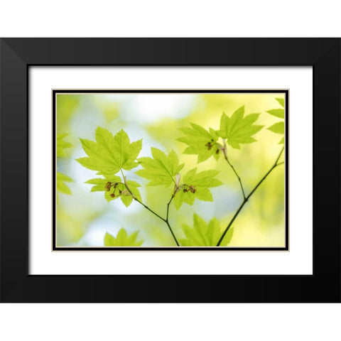 Vine Maple I Black Modern Wood Framed Art Print with Double Matting by Mahan, Kathy