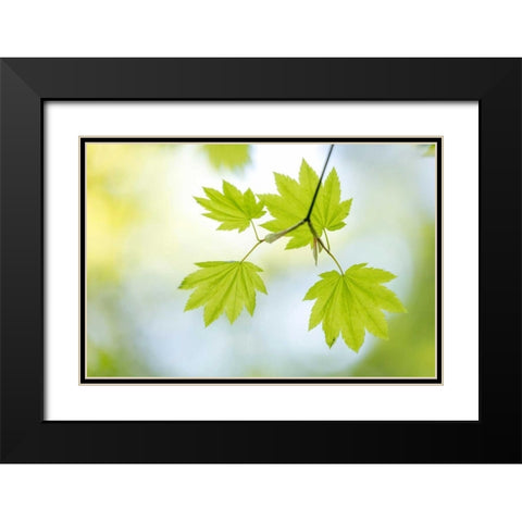 Vine Maple II Black Modern Wood Framed Art Print with Double Matting by Mahan, Kathy