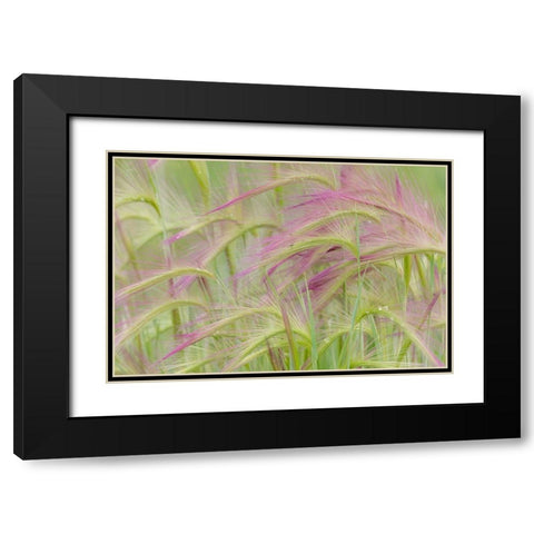 Foxtail Barley II Black Modern Wood Framed Art Print with Double Matting by Mahan, Kathy