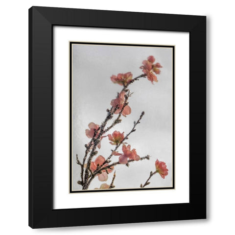 Frozen Flowers II Black Modern Wood Framed Art Print with Double Matting by Mahan, Kathy