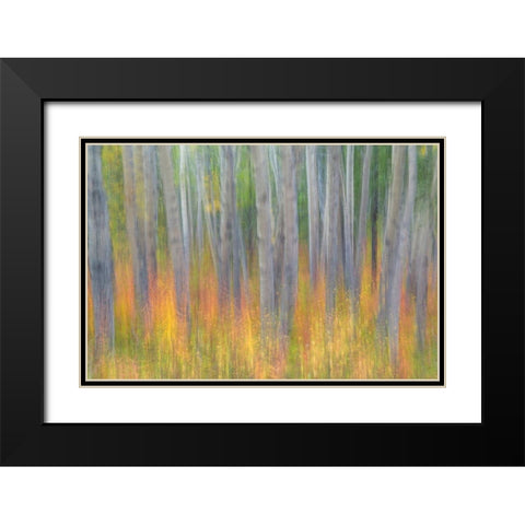 Aspen in Motion I Black Modern Wood Framed Art Print with Double Matting by Mahan, Kathy