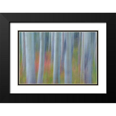 Aspen in Motion II Black Modern Wood Framed Art Print with Double Matting by Mahan, Kathy