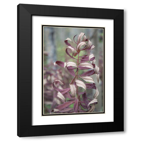 Fireweed in Fall I Black Modern Wood Framed Art Print with Double Matting by Mahan, Kathy