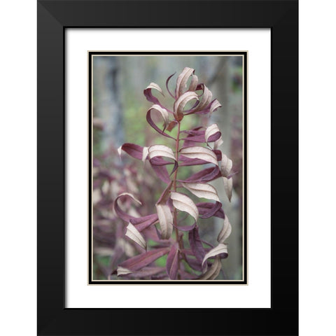 Fireweed in Fall I Black Modern Wood Framed Art Print with Double Matting by Mahan, Kathy