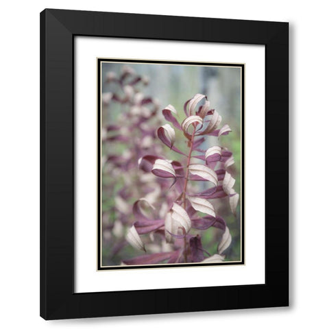 Fireweed in Fall II Black Modern Wood Framed Art Print with Double Matting by Mahan, Kathy