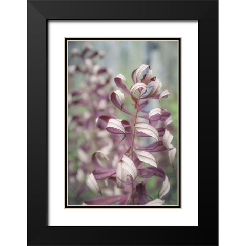 Fireweed in Fall II Black Modern Wood Framed Art Print with Double Matting by Mahan, Kathy