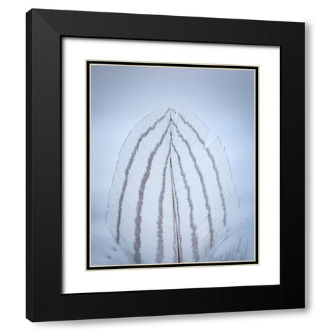Feather Study II Black Modern Wood Framed Art Print with Double Matting by Mahan, Kathy