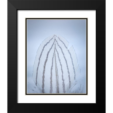 Feather Study II Black Modern Wood Framed Art Print with Double Matting by Mahan, Kathy