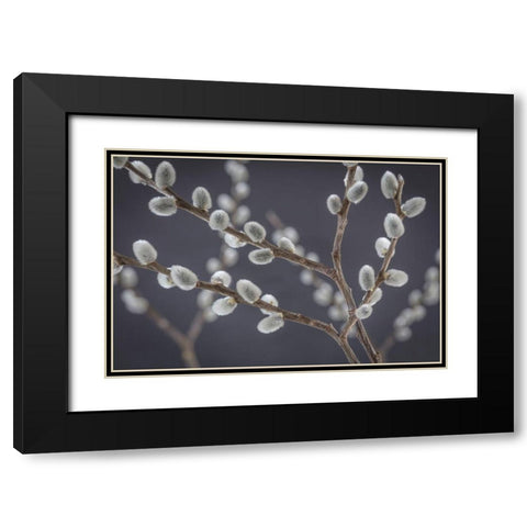 Pussy Willows I Black Modern Wood Framed Art Print with Double Matting by Mahan, Kathy