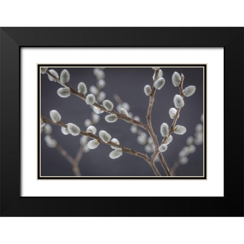 Pussy Willows I Black Modern Wood Framed Art Print with Double Matting by Mahan, Kathy