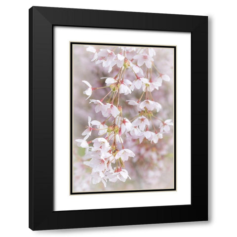 Soft Cherry Blossoms I Black Modern Wood Framed Art Print with Double Matting by Mahan, Kathy
