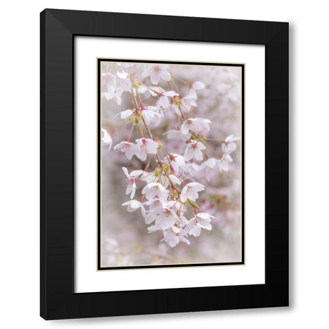 Soft Cherry Blossoms II Black Modern Wood Framed Art Print with Double Matting by Mahan, Kathy