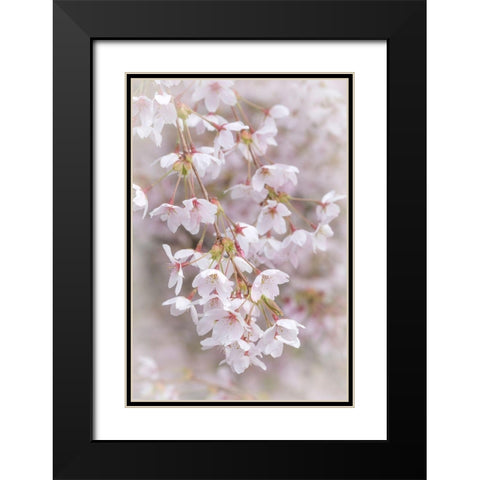 Soft Cherry Blossoms II Black Modern Wood Framed Art Print with Double Matting by Mahan, Kathy