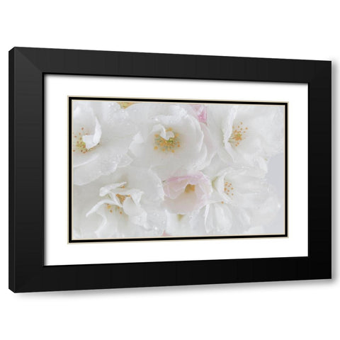 White Cherry Blossoms I Black Modern Wood Framed Art Print with Double Matting by Mahan, Kathy
