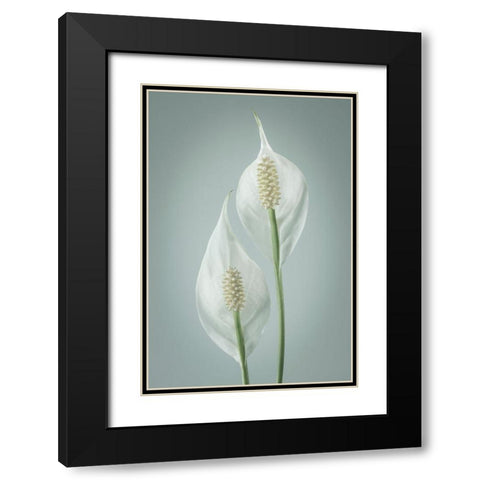 Peace Lily I Black Modern Wood Framed Art Print with Double Matting by Mahan, Kathy
