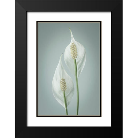 Peace Lily I Black Modern Wood Framed Art Print with Double Matting by Mahan, Kathy
