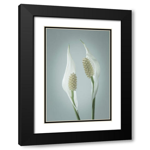 Peace Lily II Black Modern Wood Framed Art Print with Double Matting by Mahan, Kathy