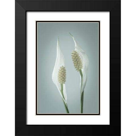 Peace Lily II Black Modern Wood Framed Art Print with Double Matting by Mahan, Kathy