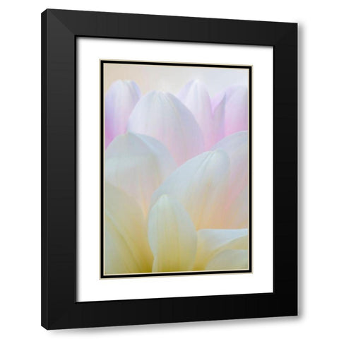 Dahlia Blossom I Black Modern Wood Framed Art Print with Double Matting by Mahan, Kathy