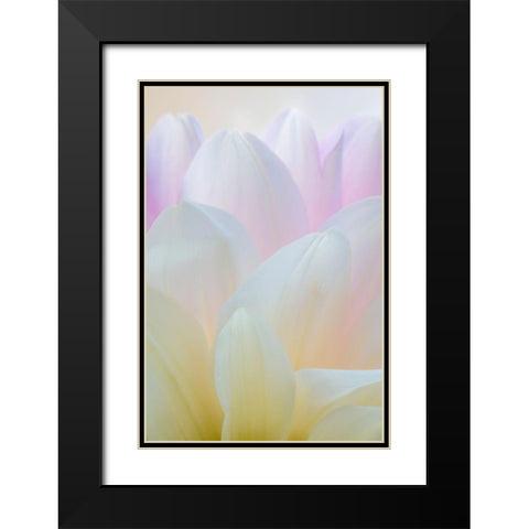 Dahlia Blossom I Black Modern Wood Framed Art Print with Double Matting by Mahan, Kathy