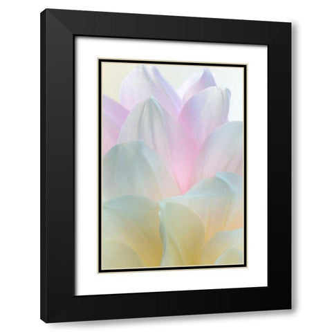 Dahlia Blossom II Black Modern Wood Framed Art Print with Double Matting by Mahan, Kathy