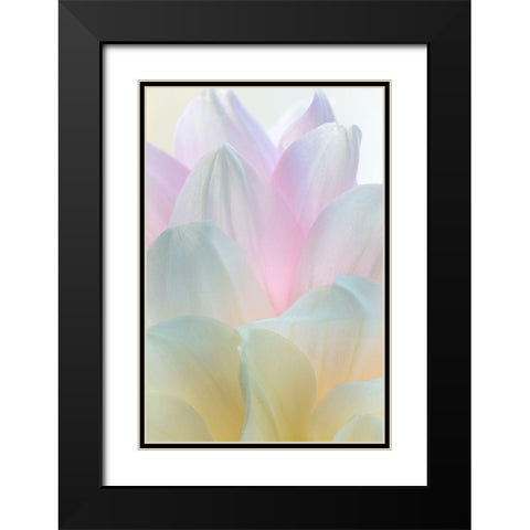 Dahlia Blossom II Black Modern Wood Framed Art Print with Double Matting by Mahan, Kathy