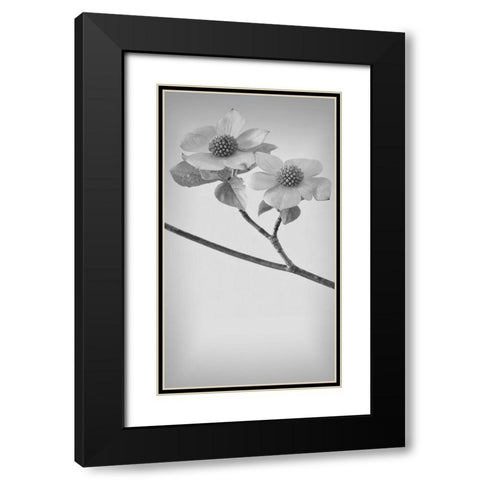 Pacific Dogwood Blossoms I Black Modern Wood Framed Art Print with Double Matting by Mahan, Kathy