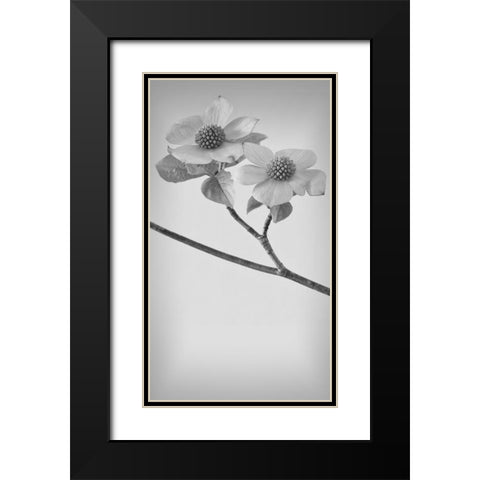 Pacific Dogwood Blossoms I Black Modern Wood Framed Art Print with Double Matting by Mahan, Kathy