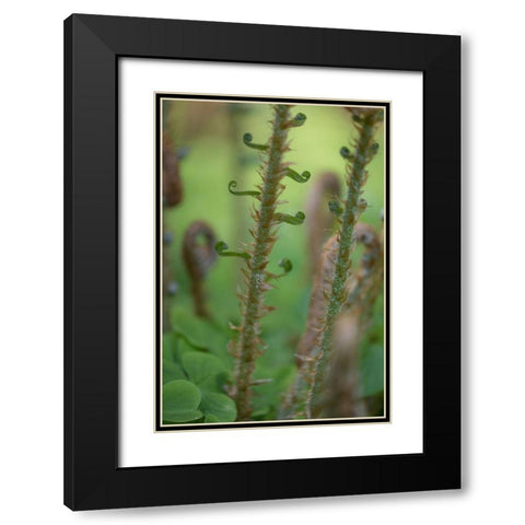 Sword Fern I Black Modern Wood Framed Art Print with Double Matting by Mahan, Kathy