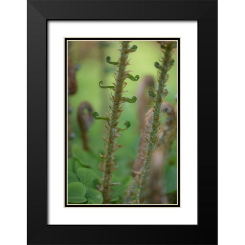 Sword Fern I Black Modern Wood Framed Art Print with Double Matting by Mahan, Kathy